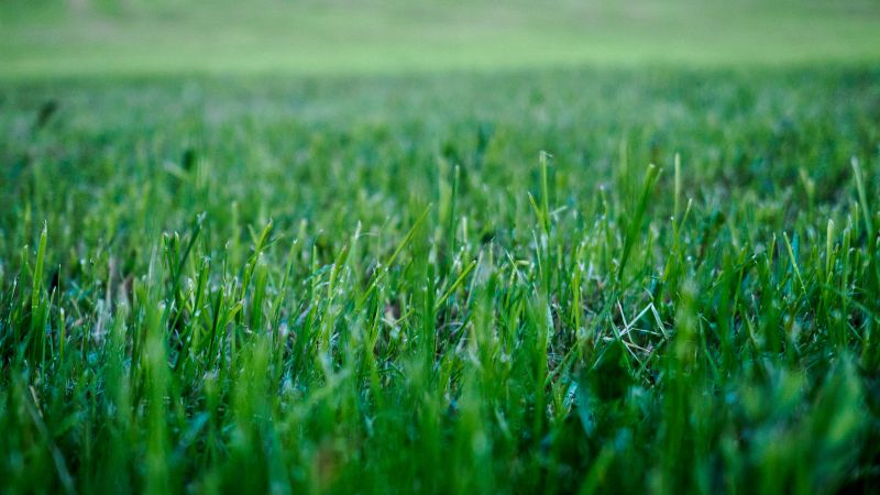 Lawn Cutting Service detail