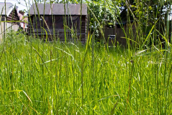 Cost of Overgrown Lawn Trimming in Destin