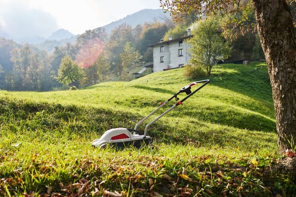 Lawn Weed Management